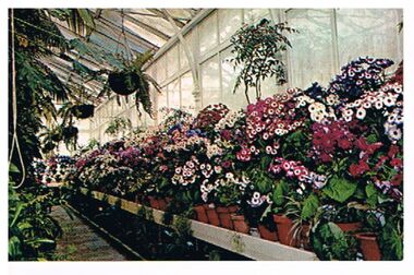 Postcard - CONSERVATORY INTERIOR, BENDIGO