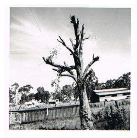 Photograph - SYMBESTER HOUSE - ELDERBERRY TREE