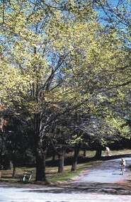 Slide - BENDIGO & EASTER FAIR, c1983