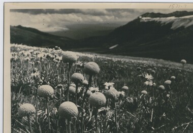 Photograph - TOM PATULLO COLLECTION:  FLOWERS IN A FIELD