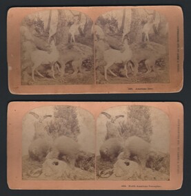 Photograph - WES HARRY COLLECTION: 2 STEREO CARDS, 1870 ©