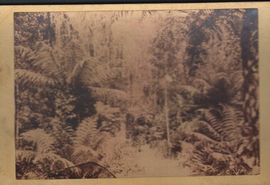 Photograph - WES HARRY COLLECTION: FERNERY ?, 1880's