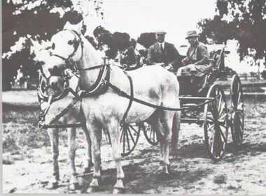 Photograph - HARRY BIGGS COLLECTION: HORSES AND BUGGY