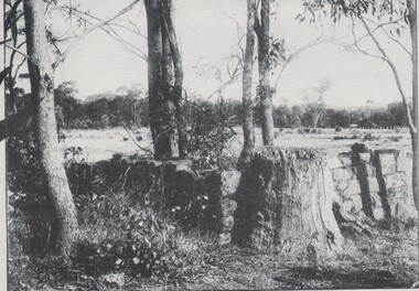 Photograph - HARRY BIGGS COLLECTION: PIONEER GRAVE MYERS CREEK