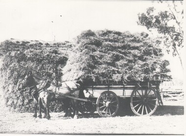 Photograph - HARRY BIGGS COLLECTION: HAY CARTING