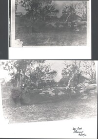 Photograph - HARRY BIGGS COLLECTION: SERPENTINE