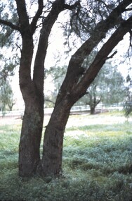Slide - BENDIGO VIEWS, Oct 1963