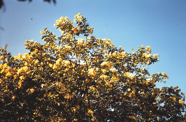 Slide - BENDIGO VIEWS, Apr 1966