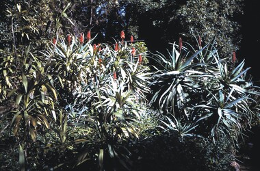 Slide - BENDIGO VIEWS, Aug 1969