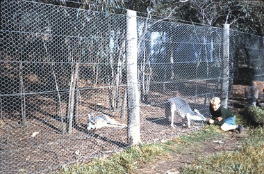 Slide - BENDIGO VIEWS, Apr 1960
