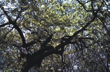 Slide - BENDIGO VIEWS, Oct 1963