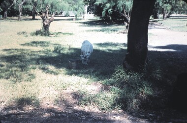 Slide - BENDIGO VIEWS, Dec 1960