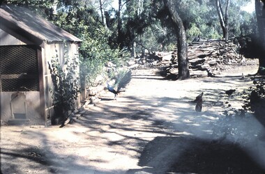 Slide - BENDIGO VIEWS, Dec 1960