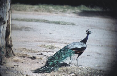 Slide - BENDIGO VIEWS, Dec 1960