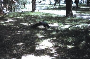 Slide - BENDIGO VIEWS, Oct 1963