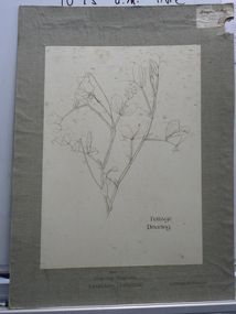 Artwork,other - NORMAN PENROSE COLLECTION:  FOLIAGE DRAWING