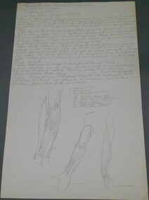 Drawing - NORMAN PENROSE COLLECTION:  ANATOMY - DRAWINGS AND NOTES