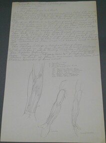 Drawing - NORMAN PENROSE COLLECTION:  ANATOMY - DRAWINGS AND NOTES