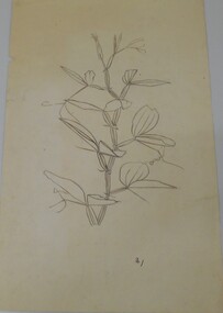 Drawing - NORMAN PENROSE COLLECTION:  DRAWINGS - PLANTS - SCENE