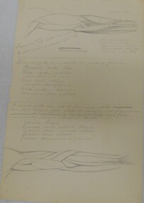 Drawing - NORMAN PENROSE COLLECTION:  MUSCLES OF THE ARM AND LEG