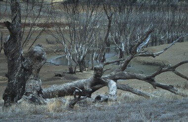 Slide - VAL DENSWORTH COLLECTION: DRY LAKE EPPALOCK, May 2004