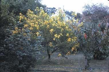 Slide - GARDEN 12 HOPE STREET, Jan 1963