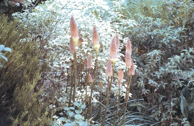 Slide - GARDEN 12 HOPE STREET, Jan 1963