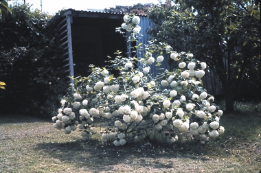 Slide - GARDEN 12 HOPE STREET, Jan 1963