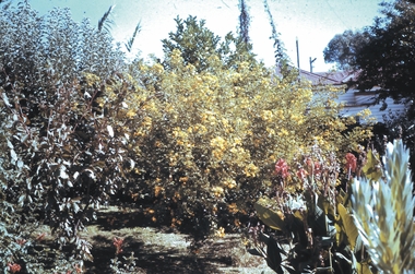 Slide - GARDEN 12 HOPE STREET, Jan 1963