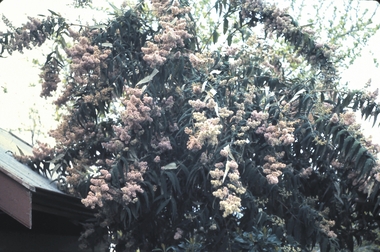 Slide - GARDEN-12 HOPE STREET, Jan 1963