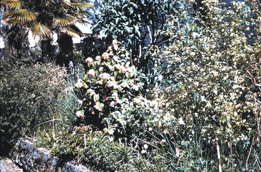 Slide - GARDEN (FLOWERS) 12 HOPE STREET, Dec 1968