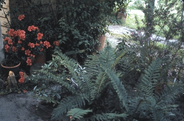 Slide - GARDEN (FLOWERS) 12 HOPE STREET, Dec 1968