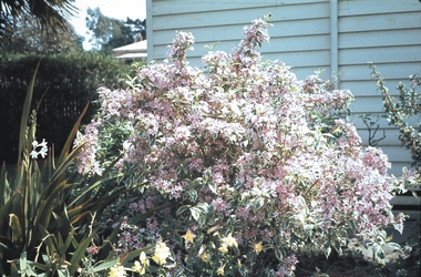 Slide - GARDEN (FLOWERS) 12 HOPE STREET, Dec 1968