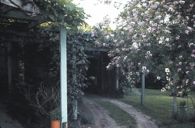 Slide - GARDEN (FLOWERS) 12 HOPE STREET, Dec 1968