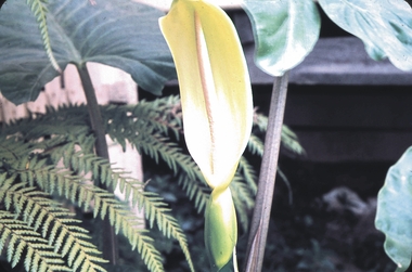 Slide - GARDEN (FLOWERS) 12 HOPE STREET, Dec 1968