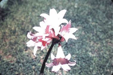 Slide - GARDEN (FLOWERS) 12 HOPE STREET, Dec 1968