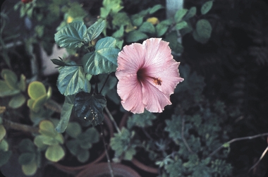 Slide - GARDEN (FLOWERS) 12 HOPE STREET, Dec 1968