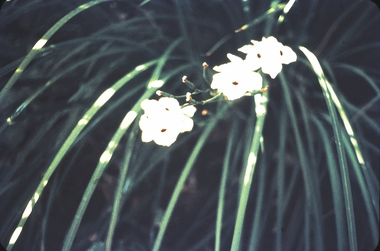 Slide - GARDEN (FLOWERS) 12 HOPE STREET, Dec 1968