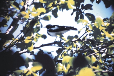 Slide - GARDEN (FLOWERS) 12 HOPE STREET, Dec 1968