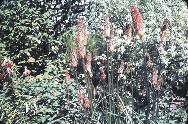 Slide - GARDEN (FLOWERS) 12 HOPE STREET, Dec 1968