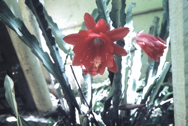 Slide - GARDEN (FLOWERS) 12 HOPE STREET, Dec1968