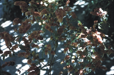 Slide - GARDEN (FLOWERS) 12 HOPE STREET, Dec 1968