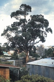 Slide - GARDEN (FLOWERS) 12 HOPE STREET,BENDIGO, Dec 1968
