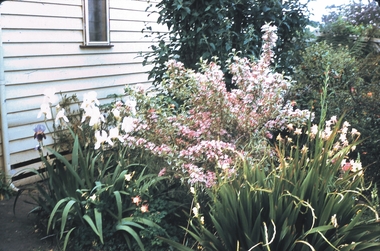 Slide - GARDEN (FLOWERS) 12 HOPE STREET, Nov 1960