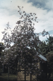 Slide - GARDEN (FLOWERS) 12 HOPE STREET, Nov 1960