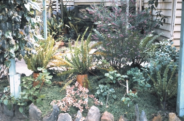 Slide - GARDEN (FLOWERS) 12 HOPE STREET, Nov 1960