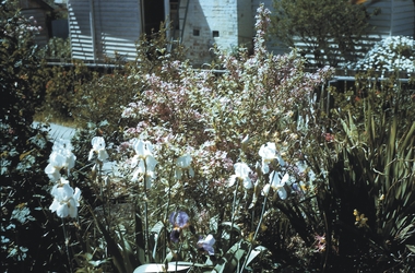 Slide - GARDEN (FLOWERS) 12 HOPE STREET, Nov 1960
