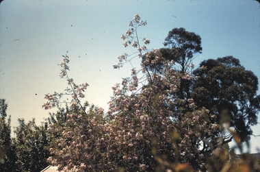 Slide - GARDEN (FLOWERS) 12 HOPE STREET, Nov 1960