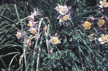 Slide - GARDEN (FLOWERS) 12 HOPE STREET, Nov 1960