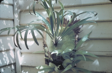 Slide - GARDEN (FLOWERS) 12 HOPE STREET, Nov 1960